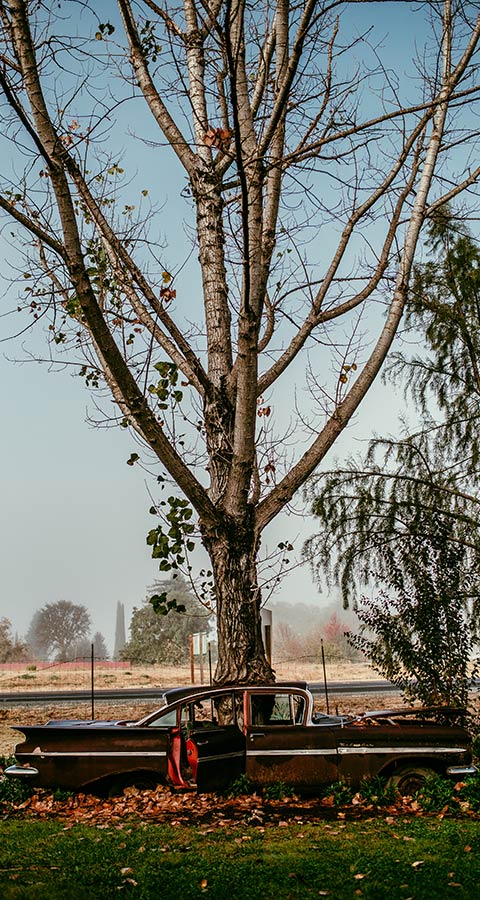 Ecotopia's famous grow-through car grove